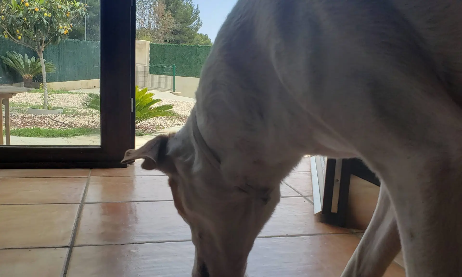 Inconvenientes de dejar el pienso “A libre disposición o Ad libitum” a tu perro