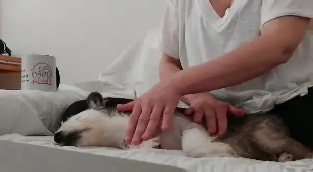 Dar un masaje relajante a mi perro