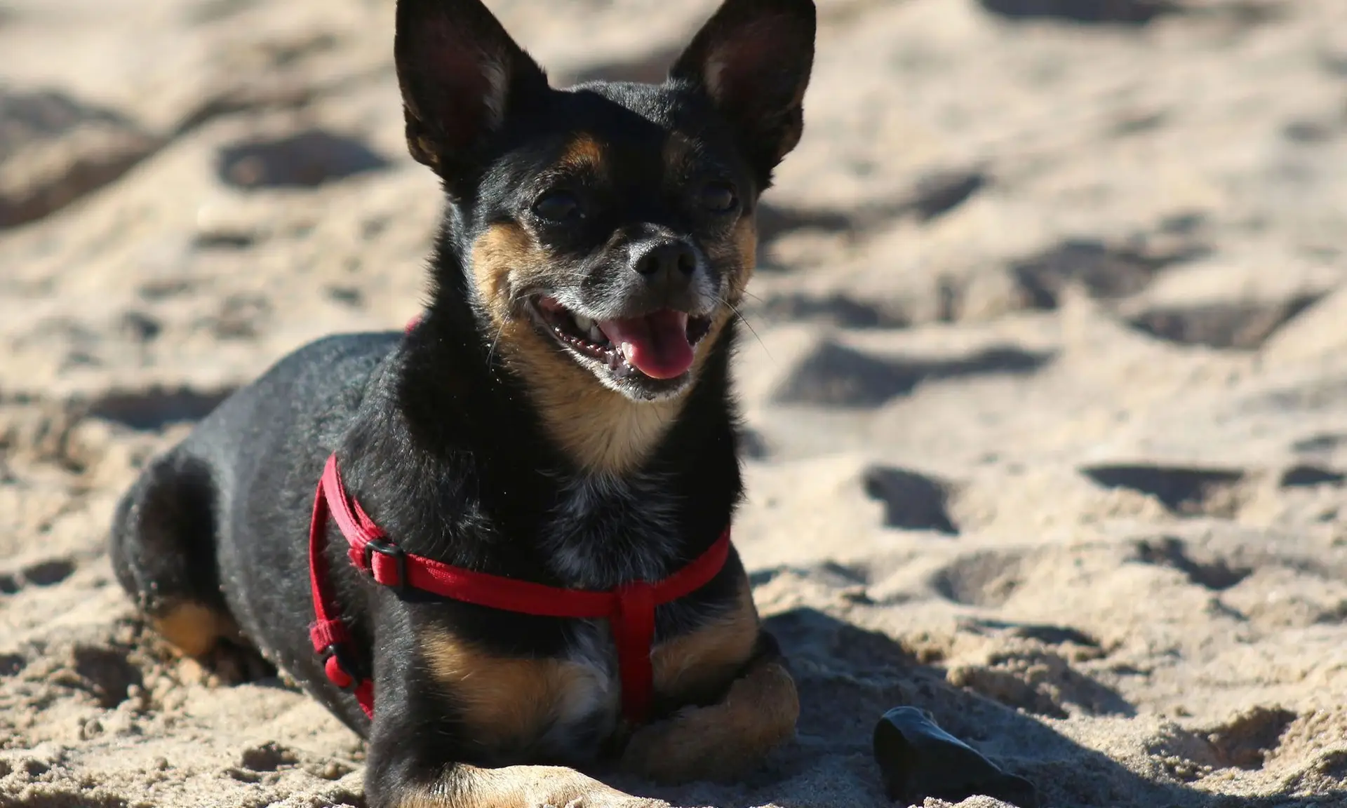 Golpe de calor en perros