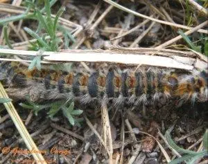 Oruga procesionaria del pino